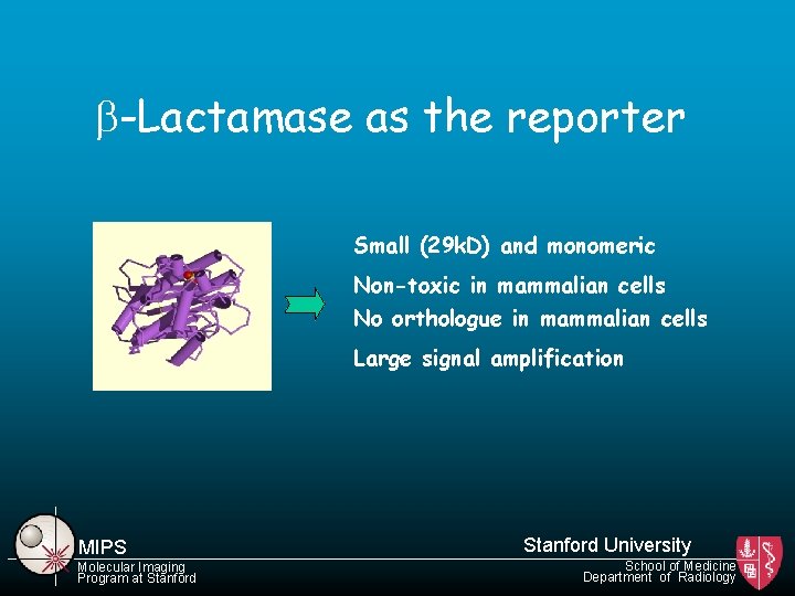 b-Lactamase as the reporter Small (29 k. D) and monomeric Non-toxic in mammalian cells