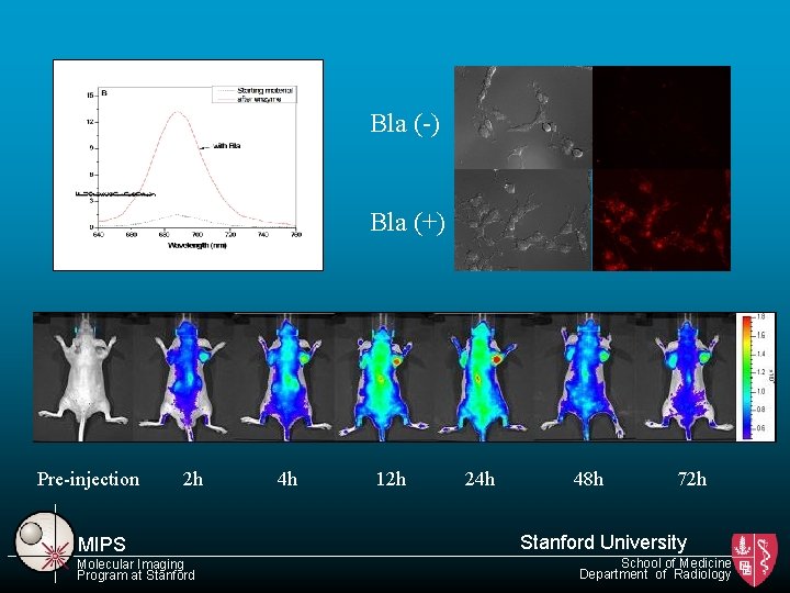 Bla (-) Bla (+) Pre-injection 2 h MIPS Molecular Imaging Program at Stanford 4