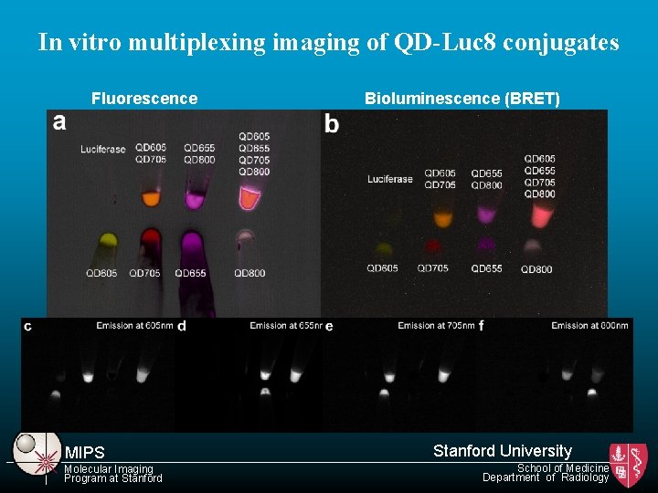 In vitro multiplexing imaging of QD-Luc 8 conjugates Fluorescence MIPS Molecular Imaging Program at