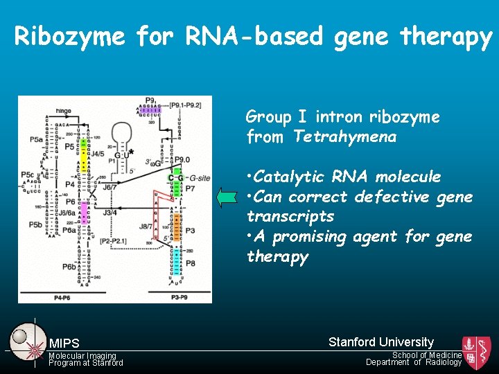 Ribozyme for RNA-based gene therapy Group I intron ribozyme from Tetrahymena • Catalytic RNA