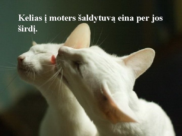 Kelias į moters šaldytuvą eina per jos širdį. 