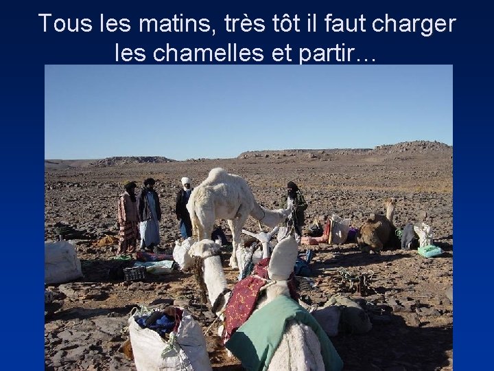 Tous les matins, très tôt il faut charger les chamelles et partir… 