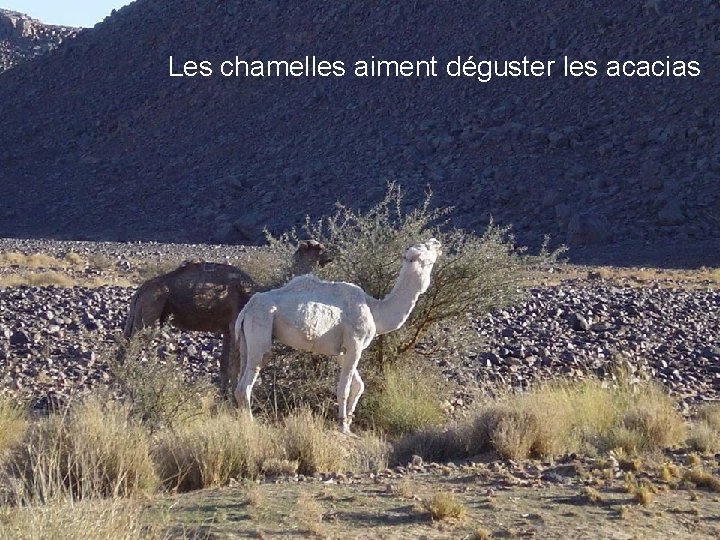 Les chamelles aiment déguster les acacias 