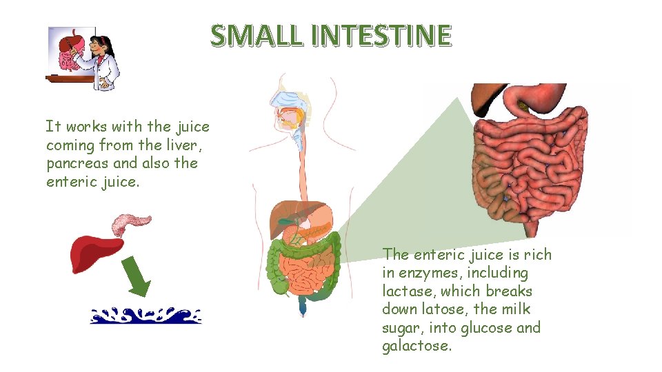SMALL INTESTINE It works with the juice coming from the liver, pancreas and also
