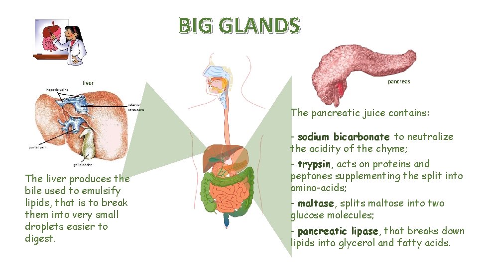 BIG GLANDS liver pancreas The pancreatic juice contains: - sodium bicarbonate to neutralize the