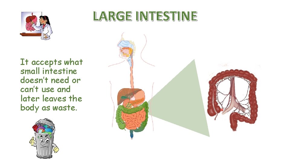 LARGE INTESTINE It accepts what small intestine doesn’t need or can’t use and later