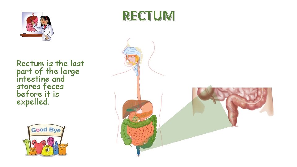RECTUM Rectum is the last part of the large intestine and stores feces before