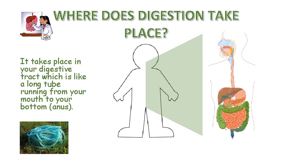 WHERE DOES DIGESTION TAKE PLACE? It takes place in your digestive tract which is