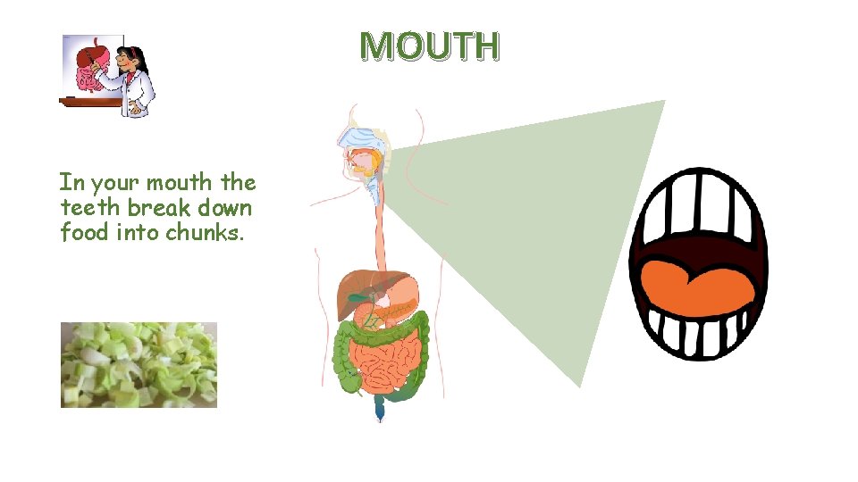 MOUTH In your mouth the teeth break down food into chunks. 
