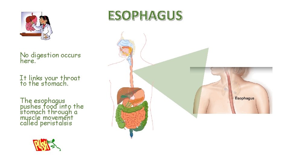 ESOPHAGUS No digestion occurs here. It links your throat to the stomach. The esophagus