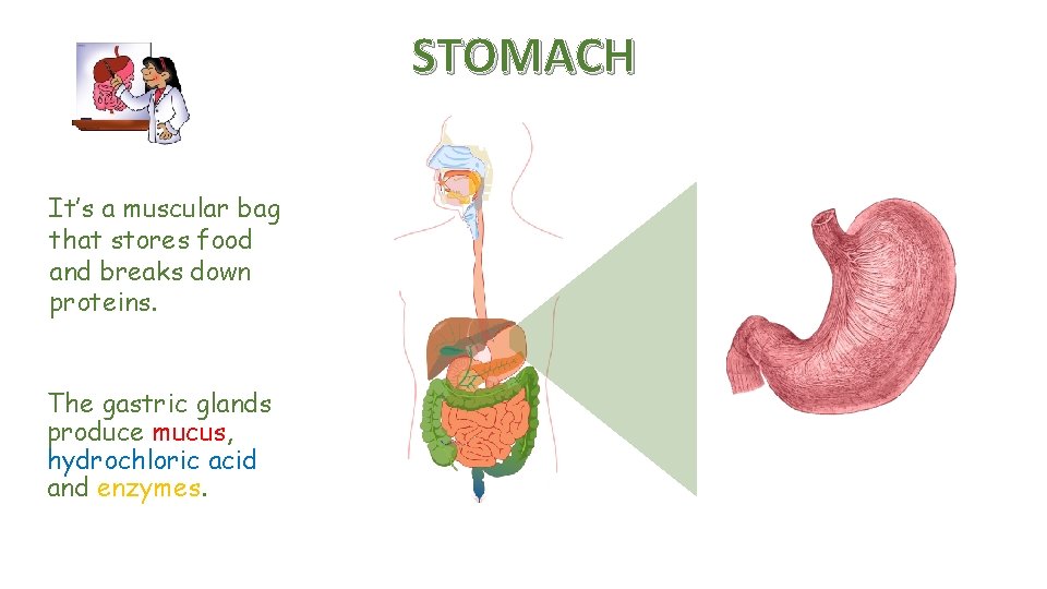 STOMACH It’s a muscular bag that stores food and breaks down proteins. The gastric