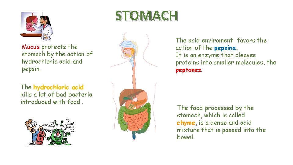 STOMACH Mucus protects the stomach by the action of hydrochloric acid and pepsin. The