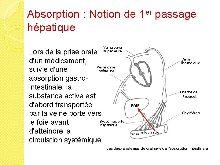 Absorption : Notion de 1 er passage hépatique Lors de la prise orale d'un