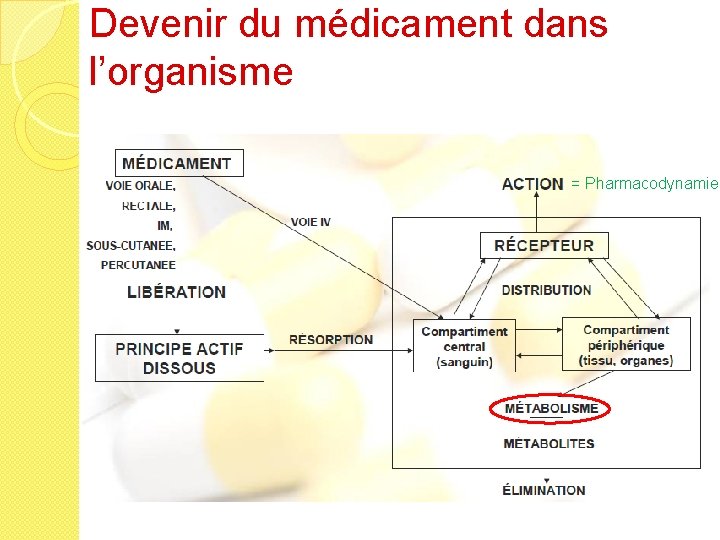 Devenir du médicament dans l’organisme = Pharmacodynamie 