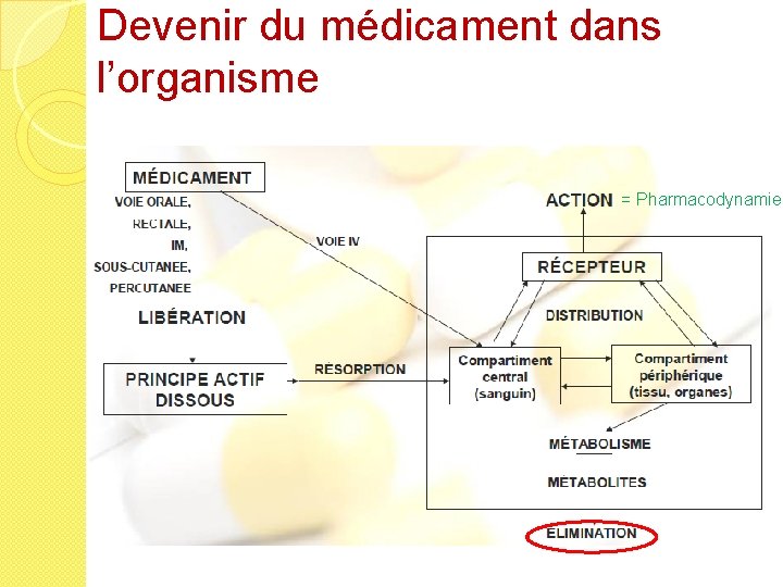 Devenir du médicament dans l’organisme = Pharmacodynamie 