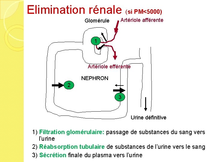Elimination rénale (si PM<5000) Glomérule Artériole afférente 1 Artériole efférente NEPHRON 2 3 Urine