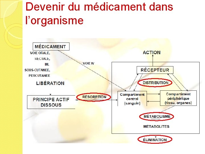 Devenir du médicament dans l’organisme 