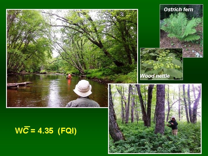 Ostrich fern Wood nettle WC = 4. 35 (FQI) 