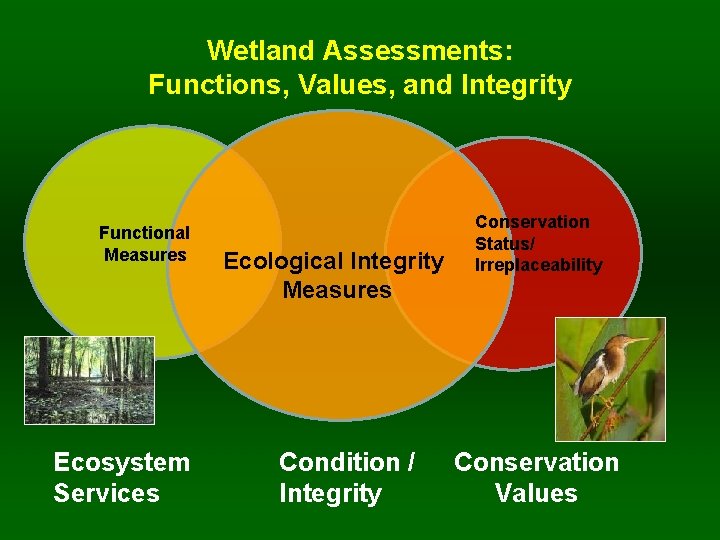 Wetland Assessments: Functions, Values, and Integrity Functional Measures Ecosystem Services Ecological Integrity Measures Condition