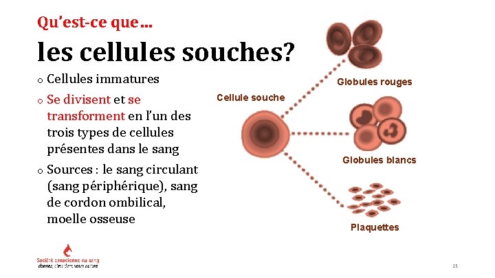 Qu’est-ce que… les cellules souches? o Cellules immatures o Se divisent et se transforment