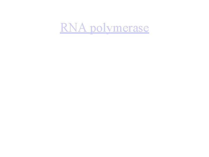 RNA polymerase 