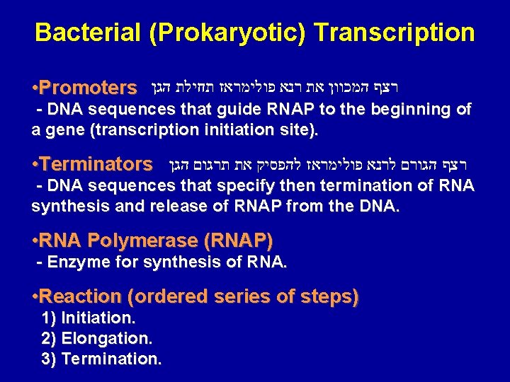 Bacterial (Prokaryotic) Transcription • Promoters רצף המכוון את רנא פולימראז תחילת הגן - DNA