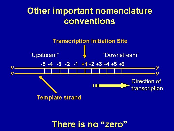 Other important nomenclature conventions Transcription Initiation Site “Upstream” 5’ 3’ -5 -4 -3 -2