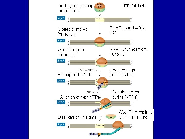 Finding and binding the promoter initiation Closed complex formation RNAP bound -40 to +20
