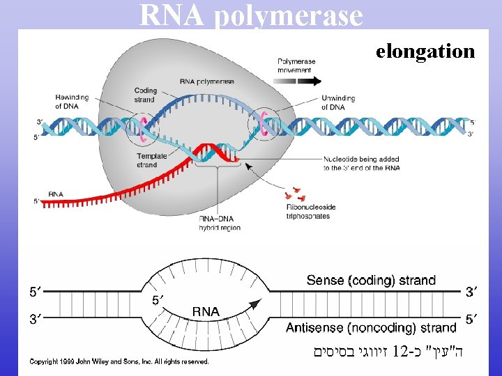 RNA polymerase elongation זיווגי בסיסים 12 - ה"עין" כ 