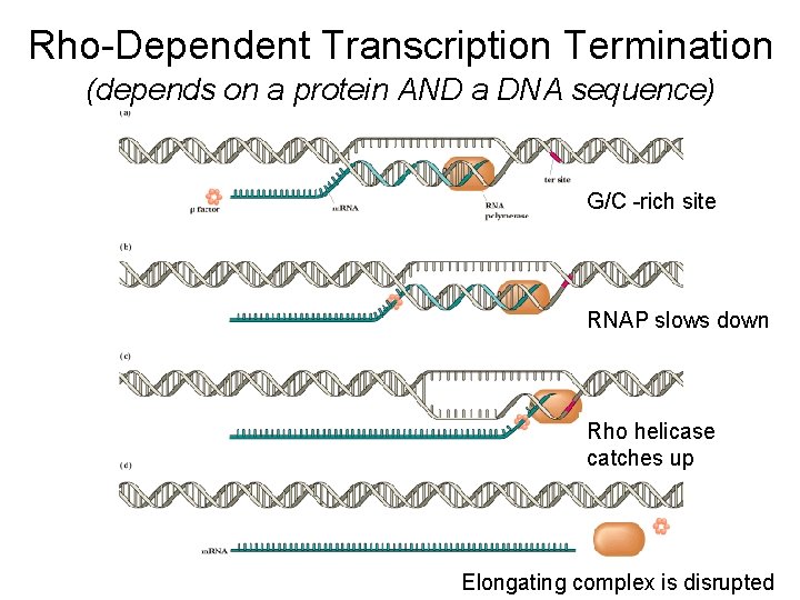 Rho-Dependent Transcription Termination (depends on a protein AND a DNA sequence) G/C -rich site