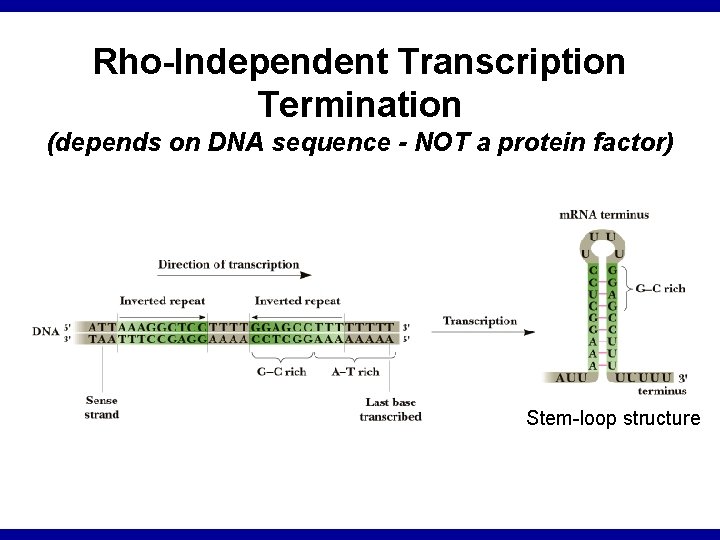 Rho-Independent Transcription Termination (depends on DNA sequence - NOT a protein factor) Stem-loop structure