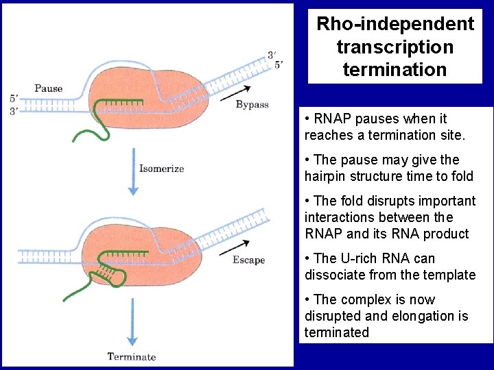 Rho-independent transcription termination • RNAP pauses when it reaches a termination site. • The