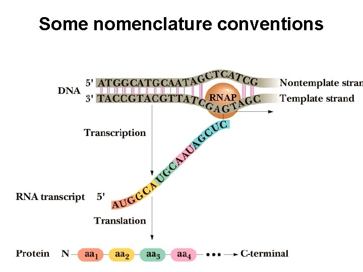 Some nomenclature conventions RNAP 