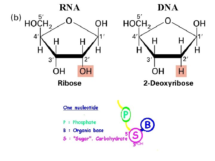 RNA DNA 