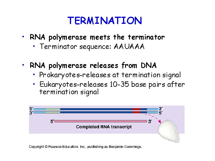 TERMINATION • RNA polymerase meets the terminator • Terminator sequence: AAUAAA • RNA polymerase