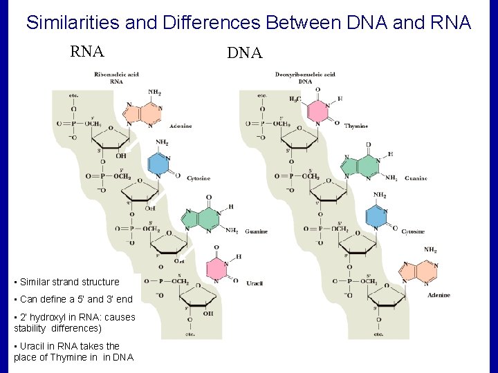 Similarities and Differences Between DNA and RNA • Similar strand structure • Can define