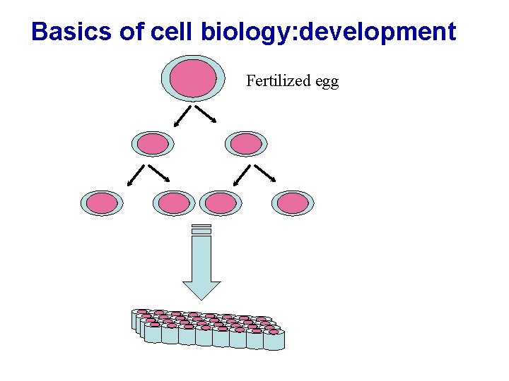 Basics of cell biology: development Fertilized egg 