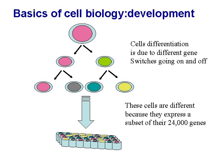 Basics of cell biology: development Cells differentiation is due to different gene Switches going