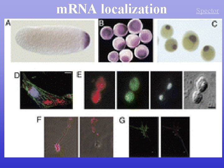 m. RNA localization Spector 