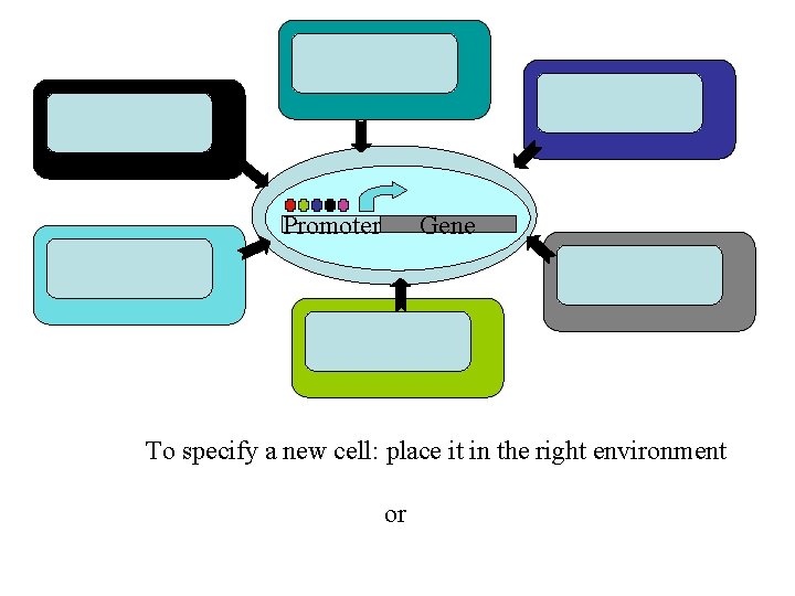 Promoter Gene To specify a new cell: place it in the right environment or