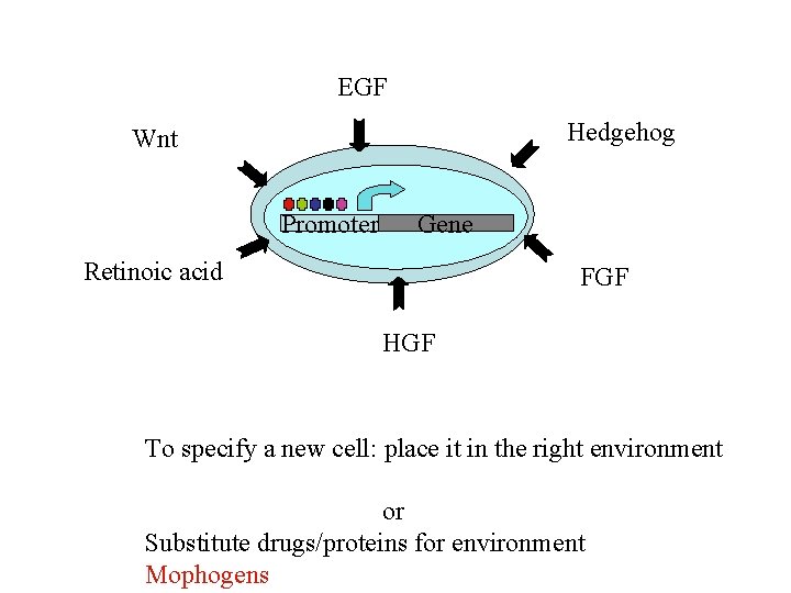 EGF Hedgehog Wnt Promoter Gene Retinoic acid FGF HGF To specify a new cell: