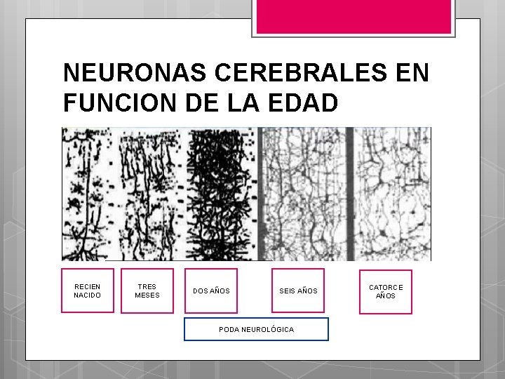 NEUROBIOLOGA DEL APRENDIZAJE Psc Cl Vanessa Vinueza Hernndez