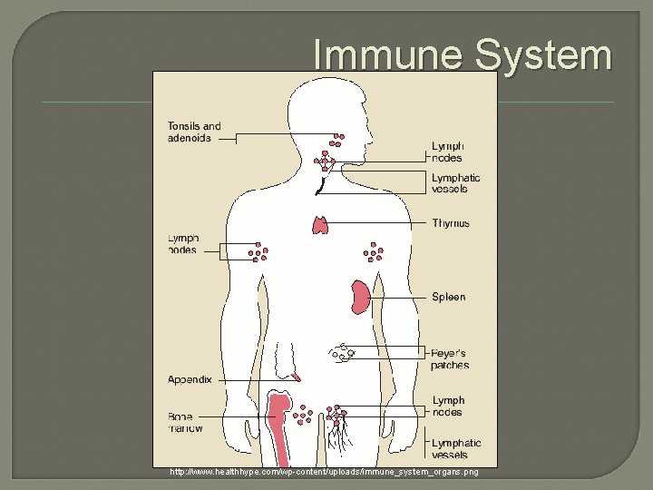 Immune System http: //www. healthhype. com/wp-content/uploads/immune_system_organs. png 