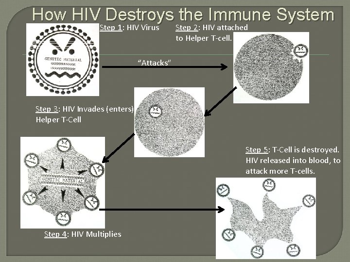 How HIV Destroys the Immune System Step 1: HIV Virus Step 2: HIV attached