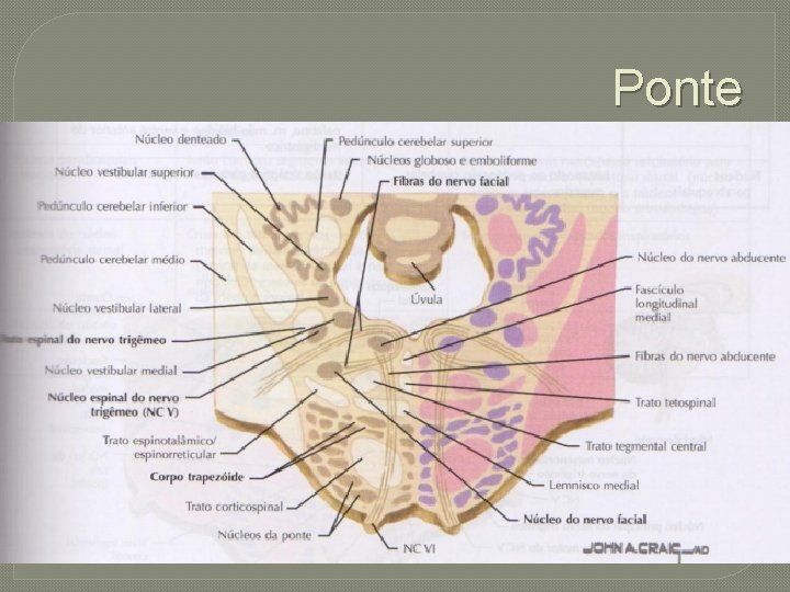 Ponte 