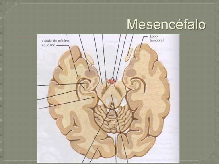 Mesencéfalo 