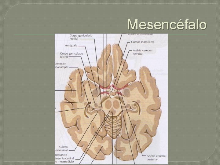 Mesencéfalo 