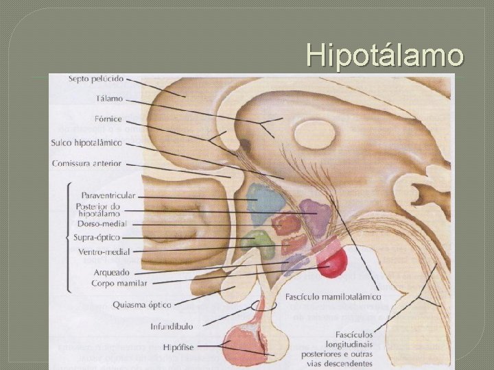 Hipotálamo 