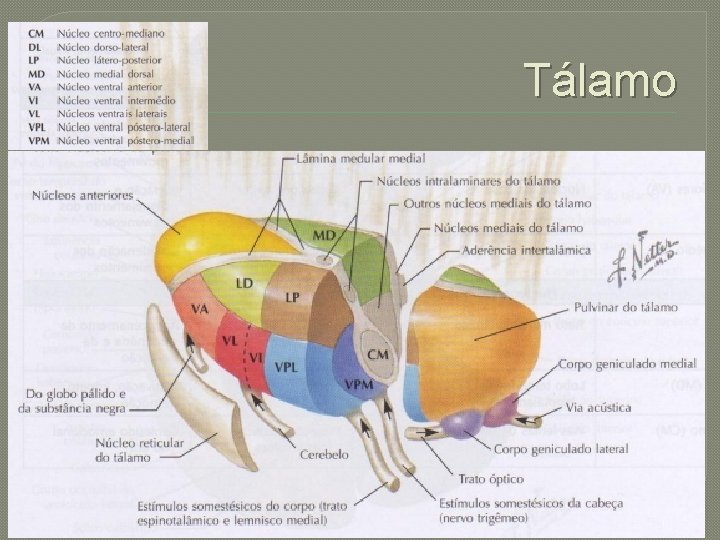 Tálamo 