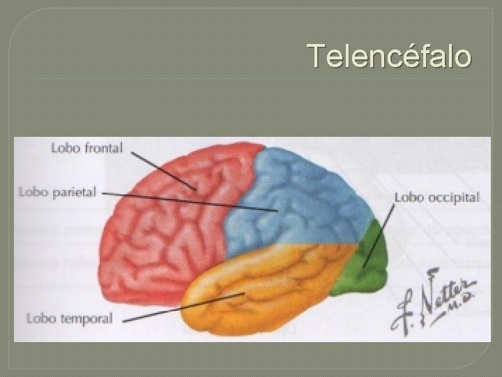 Telencéfalo 